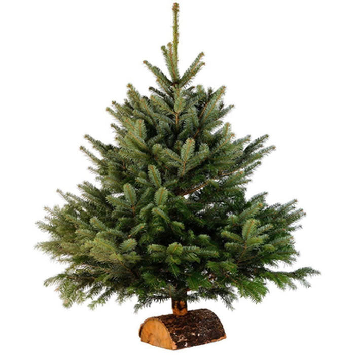 Sapin Nordmann 100/125 avec bûche - origine FRANCE