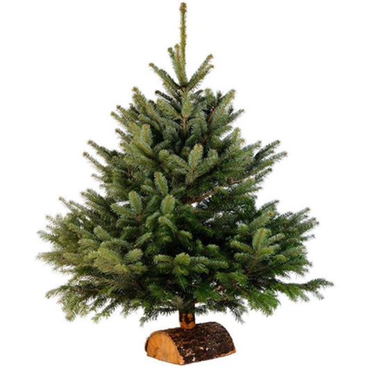 Sapin Nordmann 100/125 avec bûche - origine FRANCE